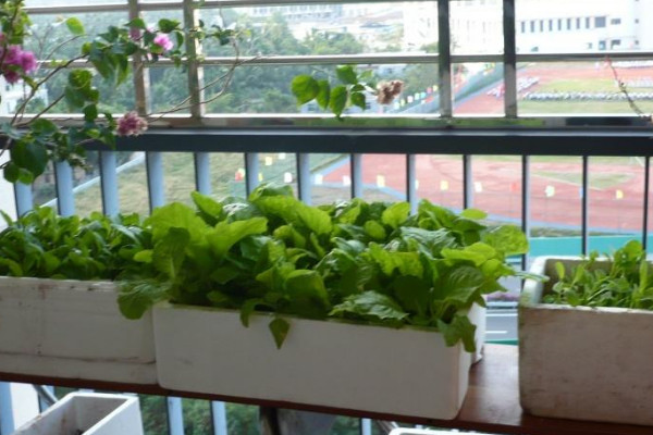 泡沫箱种菜有毒吗