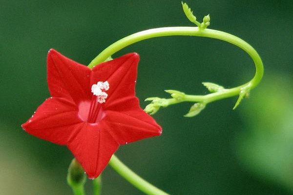 五角星花怎么养