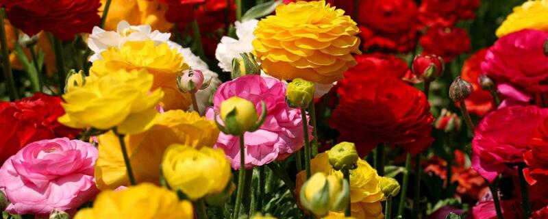 花毛茛开花后怎么养