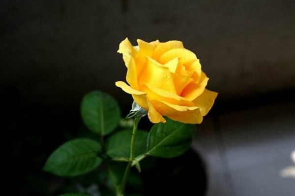 玫瑰花语大全