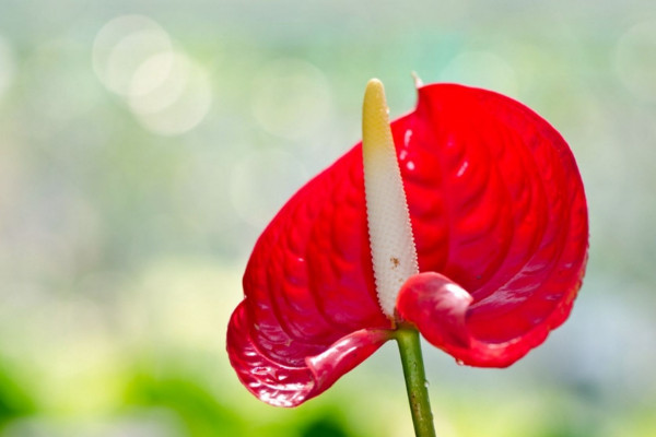 红掌花怎么养，确保土质疏松营养成分高