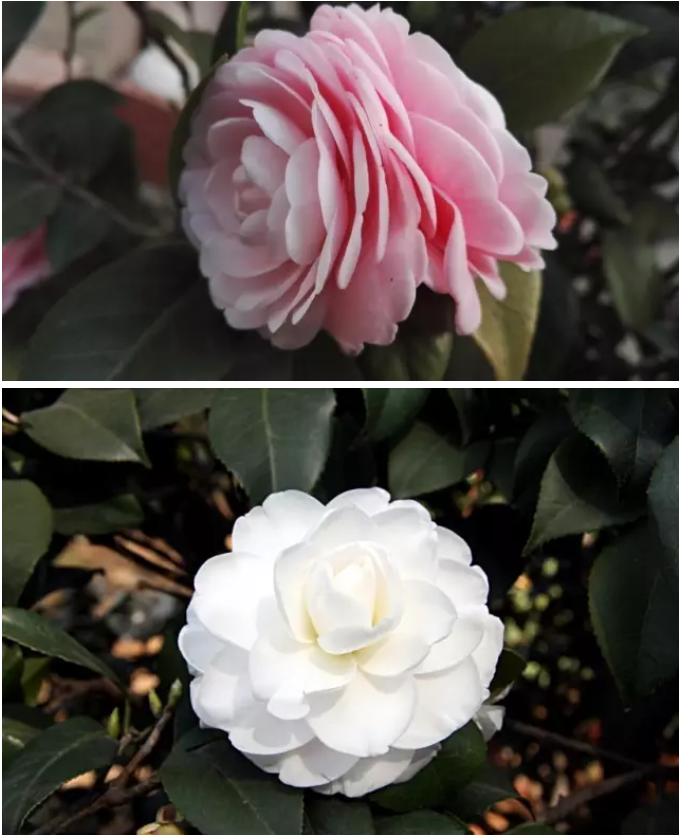 山茶花