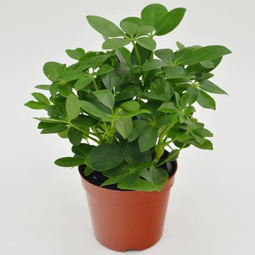 介绍类似豆瓣绿的植物!有些长太像真的没法分辨哦!