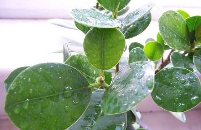 介绍类似豆瓣绿的植物!有些长太像真的没法分辨哦!