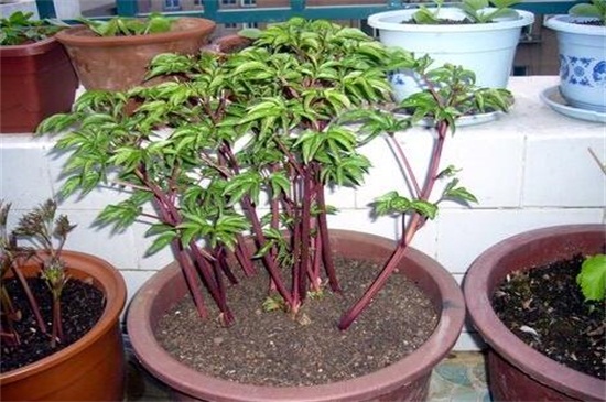 如何种植芍药？ 芍药种植方法及注意事项
