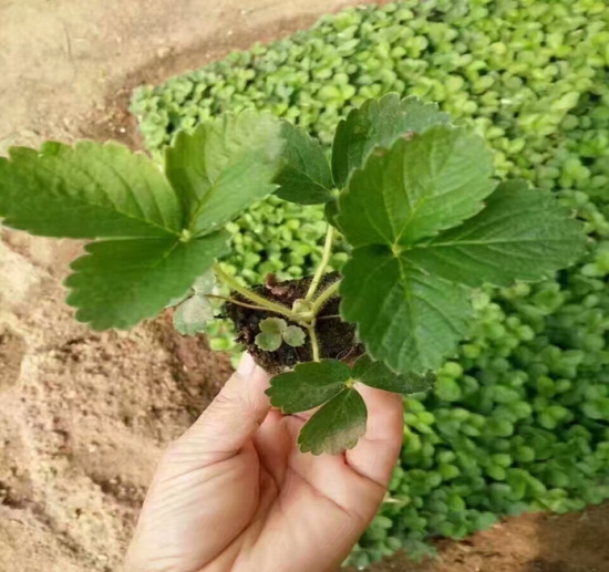 草莓种子如何发芽：播种前浸泡种子8-12小时