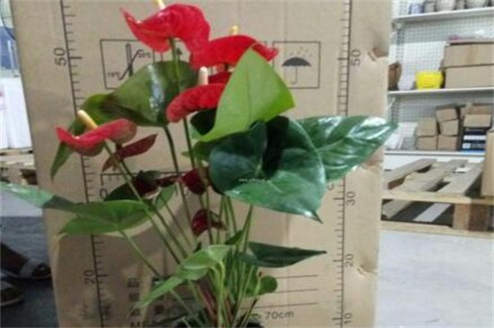如果红掌冻伤了怎么办
