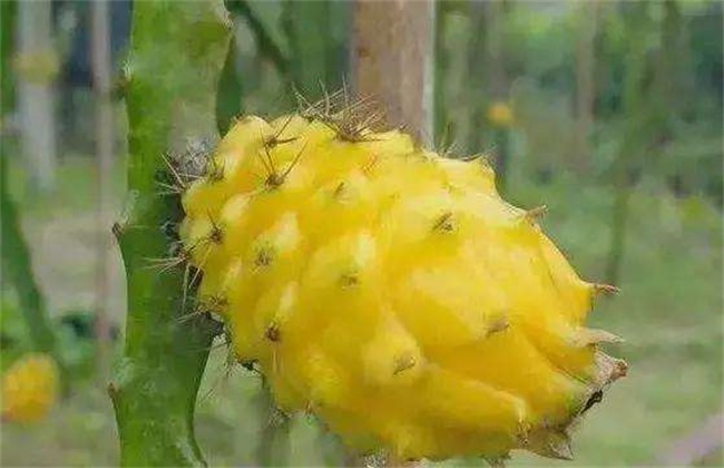 火龙果种类是有几种呢？常见火龙果品种高清图片