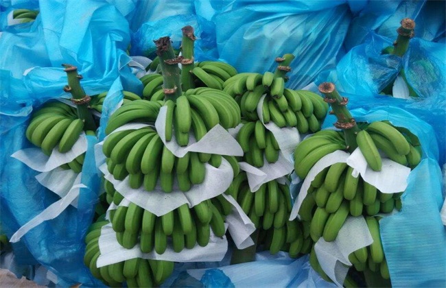 香蕉有哪些品种？ 六大常见香蕉品种的图片