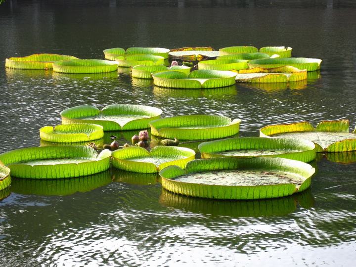 王莲图片全集!王莲——水生植物女王!
