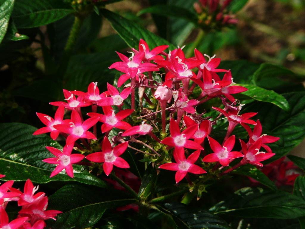 繁星花生长与品种?