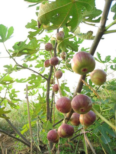无花果繁殖与管理