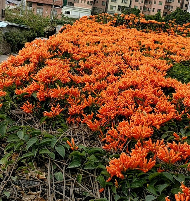 冬天如何养棵炮仗过年花喜庆吉祥好寓意
