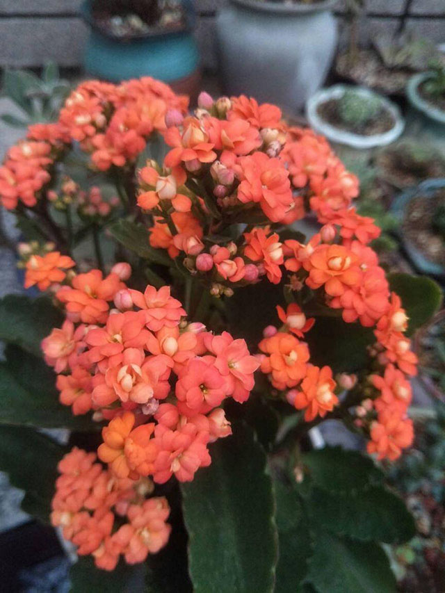 长寿花不开花或冻伤之后怎么办