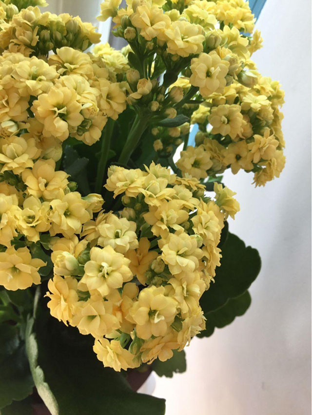 长寿花不开花或冻伤之后怎么办