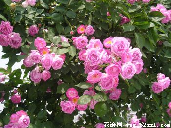 粉色蔷薇花的花语