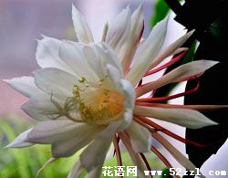 关于昙花的三个传说