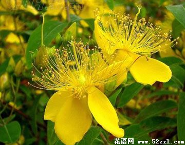 金丝桃的花语