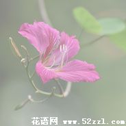 紫金花的花语
