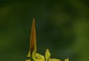 各种黄色鸢尾花