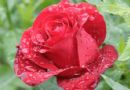 1朵红玫瑰花的图片