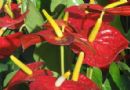 红掌花（火鹤）图片