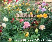 室内盆栽景玫瑰花花卉植物