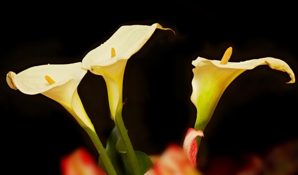 马蹄莲的花语是什么,纯洁的幸福