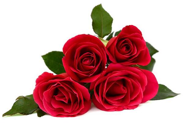 红色玫瑰的花语