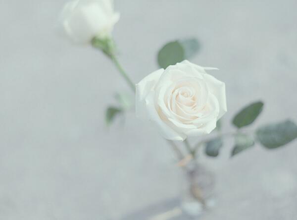 白玫瑰的花语是什么,白玫瑰代表什么意思(纯纯的爱)