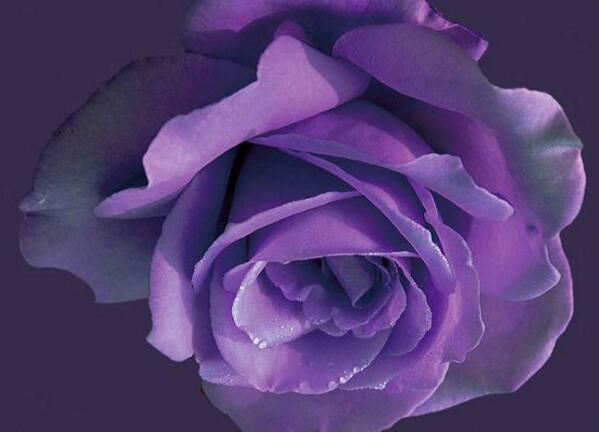 紫玫瑰花语,全世界只对你有感觉