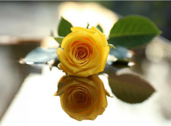 黄玫瑰的花语是什么,纪念我们已逝的爱情