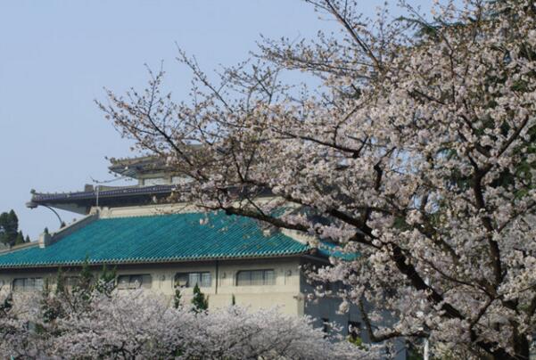 2018武汉大学樱花什么时候开 盛花期三月中旬到下旬(附武大樱花节时间)
