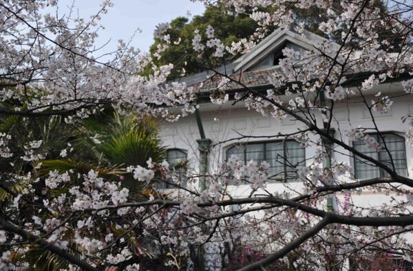 2018武汉大学樱花什么时候开 盛花期三月中旬到下旬(附武大樱花节时间)