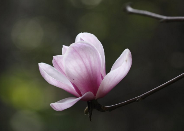 木兰花的花语是什么，灵魂高尚