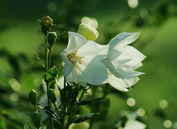 白色桔梗花的花语：永恒的爱/无望的爱