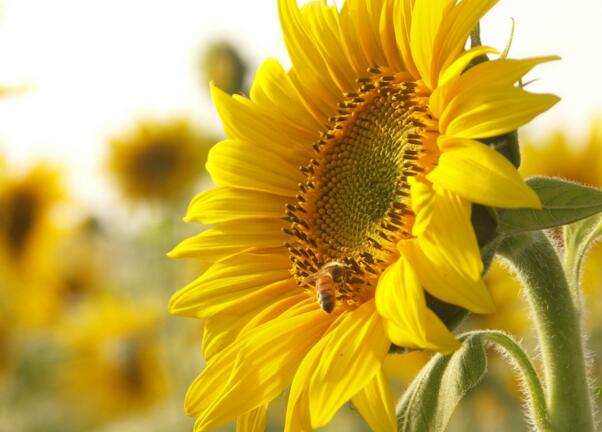 向日葵为什么向着太阳，实则植物生长素所致