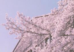 唯美的樱花图片，不负大好春光