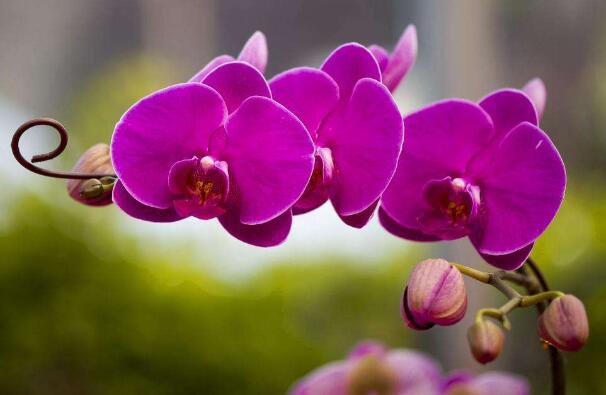 世界上最名贵的10种兰花图片，莲瓣兰价值高达1500万