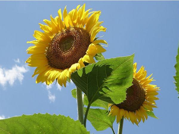 向日葵叶子枯萎怎么办 水分光照缺一不可(五种解决方法)