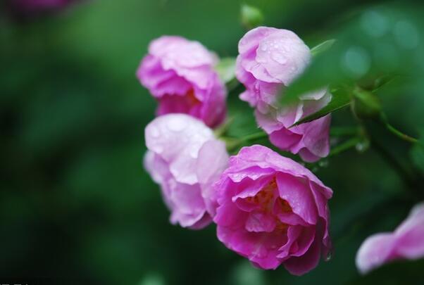 蔷薇代表什么意思，温柔而美丽的内心