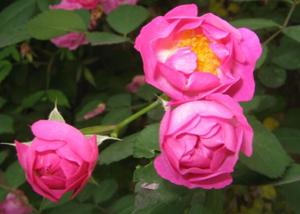 蔷薇代表什么意思，温柔而美丽的内心