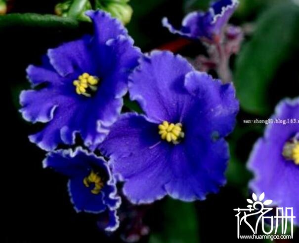 紫罗兰什么时候开花，紫罗兰开花时间5-8月(播种期影响开花期)