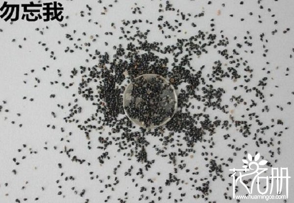 勿忘我种子怎么种，勿忘我种子种植方法（怕阳光）