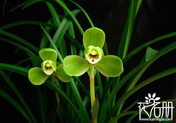 最贵的兰花多少钱，2018年兰花价格表