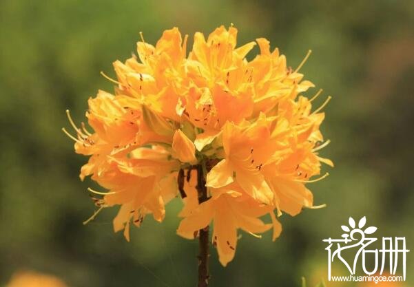 黄杜鹃有毒吗 黄杜鹃的功效与作用(误食会致死)