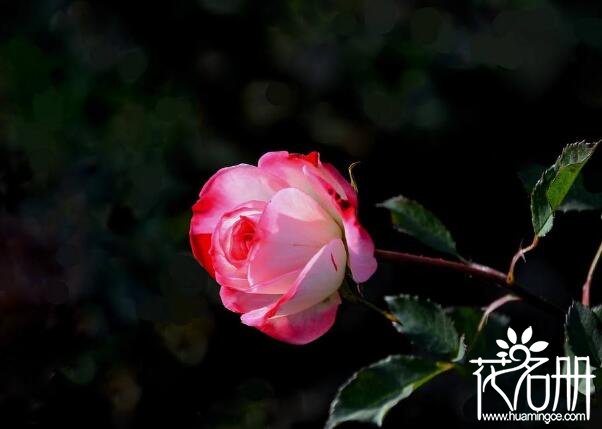 月季花如何施肥，月季花什么时候施肥