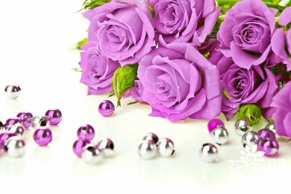 送紫玫瑰代表什么意思，浪漫和珍贵的爱