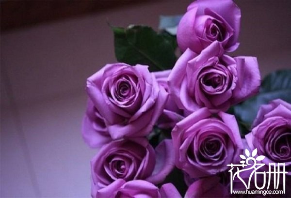 送紫玫瑰代表什么意思，浪漫和珍贵的爱