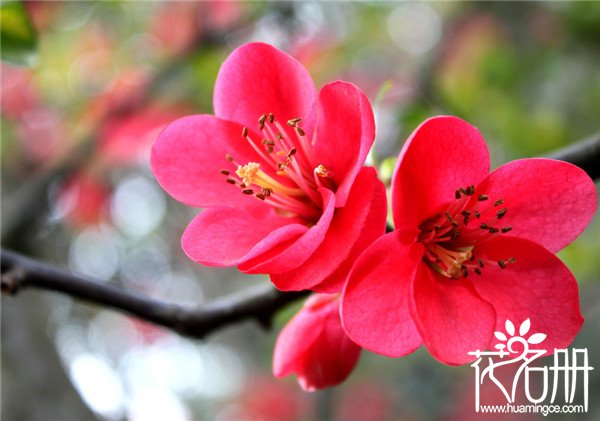 南京的市花是什么花，花中之魁梅花